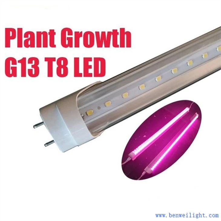 Plant Kwasans G13 T8 Led