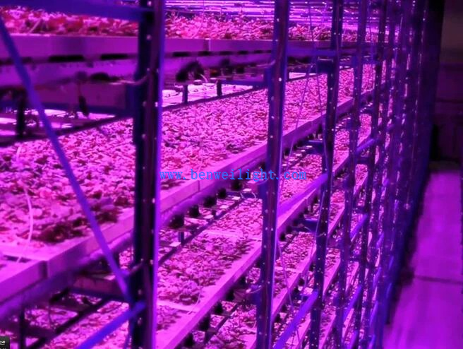 freezer tubeIMG_1076