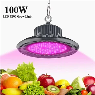 UFO Plant k ap grandi lanp