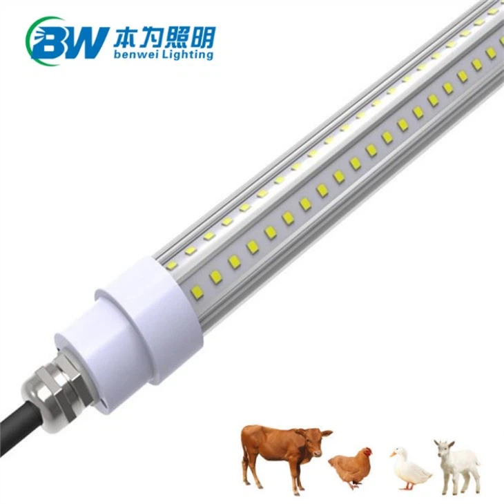 chicken led light